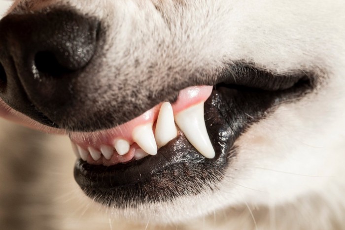 歯を剥き出す犬の口