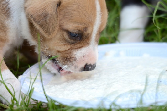 ミルクを飲む子犬