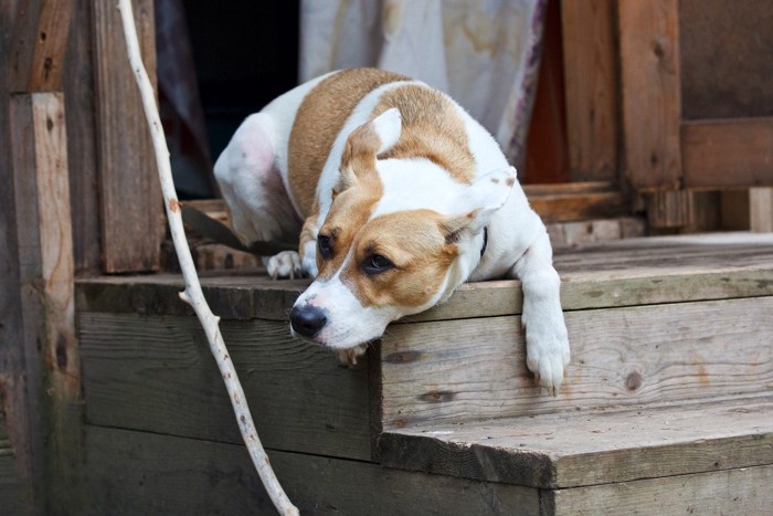 チラ見する犬