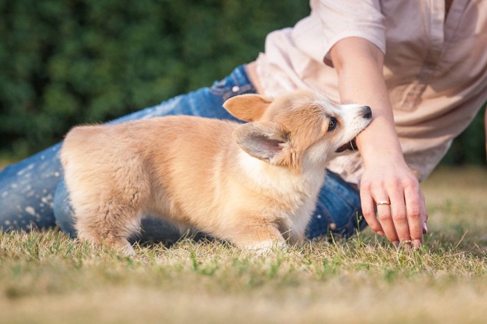 腕を咬む犬