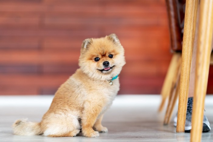 おすわりして見つめてくる犬、首輪に鈴