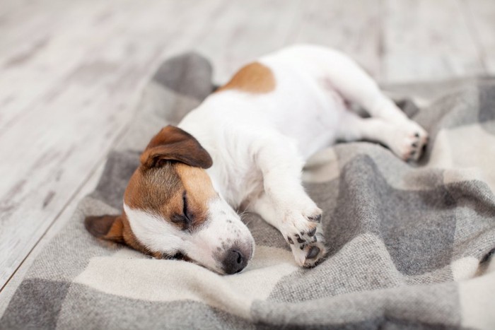 毛布の上でぐったりしている犬