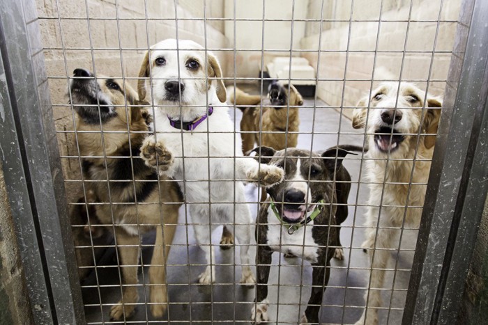 狭く細長い空間に5匹の犬