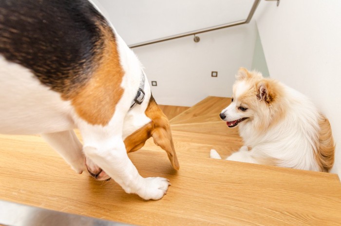 階段に2匹の犬