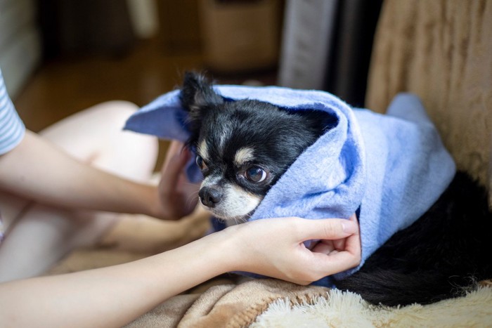 シャンプー後の犬