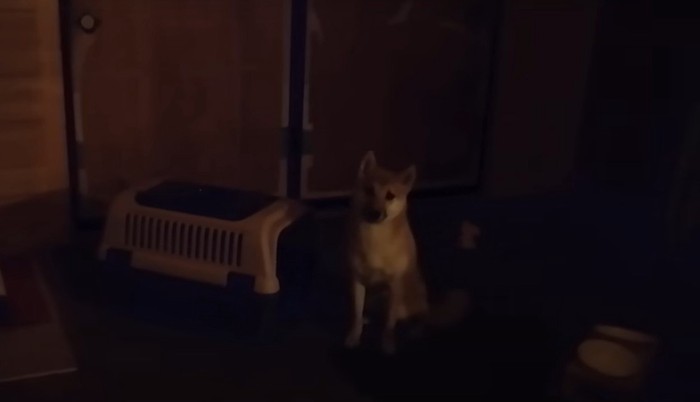 暗闇に座る子犬