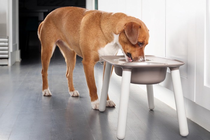 白い足つき犬用テーブルで餌を食べる茶色い犬