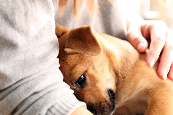 犬に手を添えて抱きしめる女性