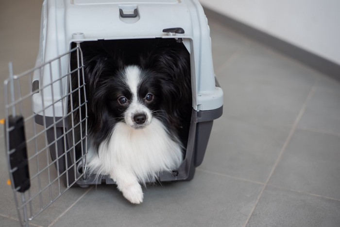 ケージの中で落ち着いて待つ犬