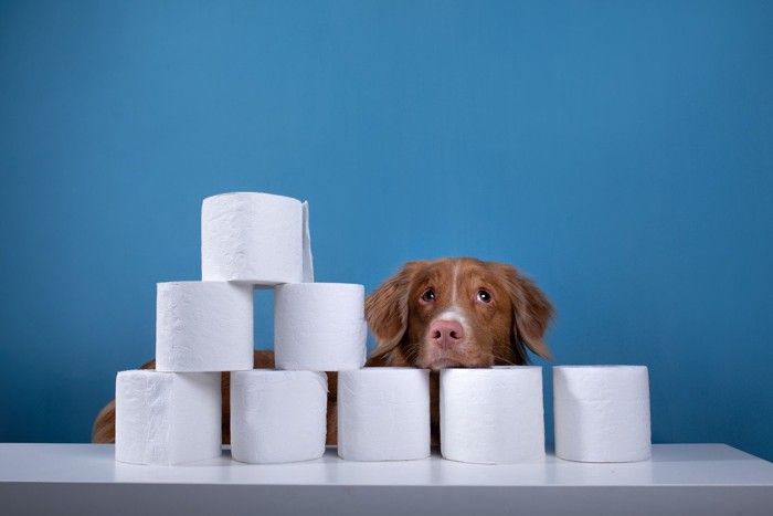 積まれたトイレットペーパーに顔を乗せる犬