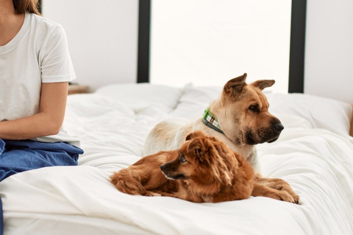 女性と2匹の犬