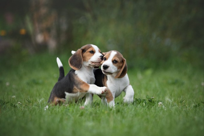 2頭のビーグルの子犬