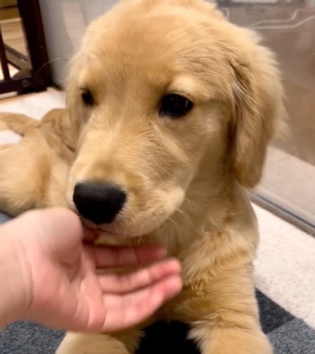 手を舐める犬