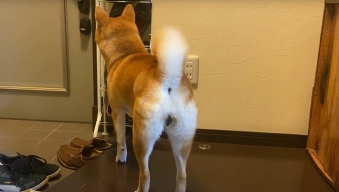 玄関に立つ柴犬