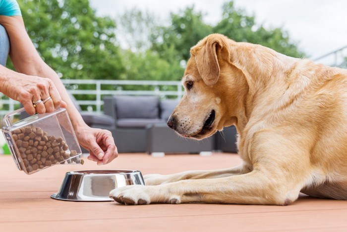 ドッグフードを入れている人と犬