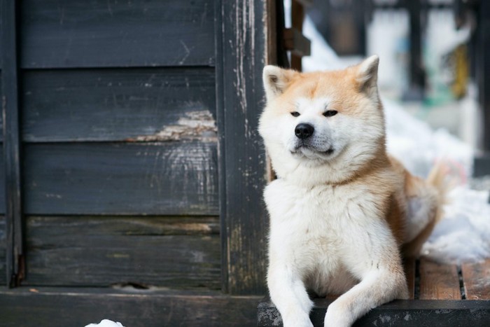 何かを真剣に見つめる秋田犬