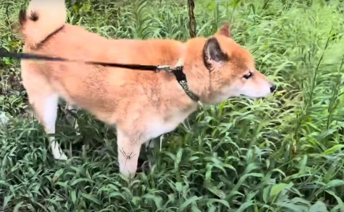 散歩する犬