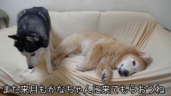 ソファーの上の犬2頭