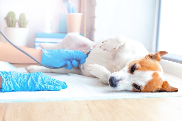 お腹をチェックされている犬