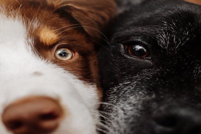 2頭の犬の目のアップ