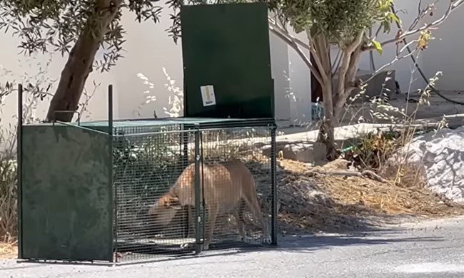 トラップに入る犬