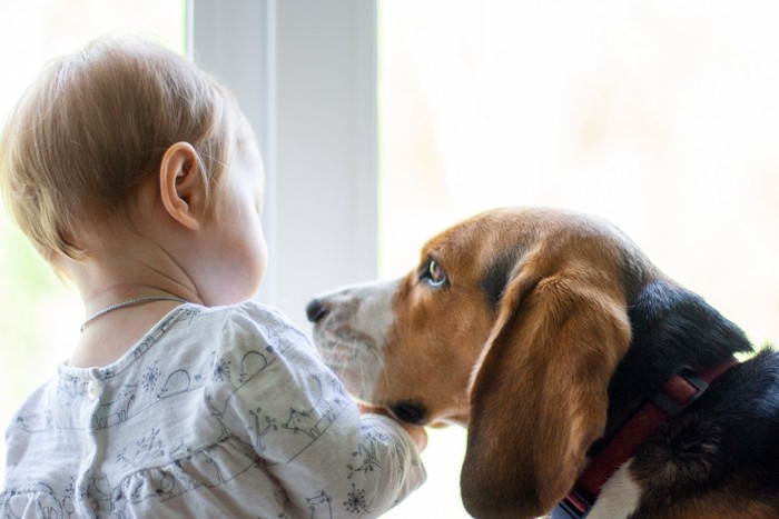 子どもの顔をじっと見つめる犬