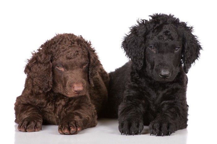 カーリーコーテッドレトリーバーの子犬