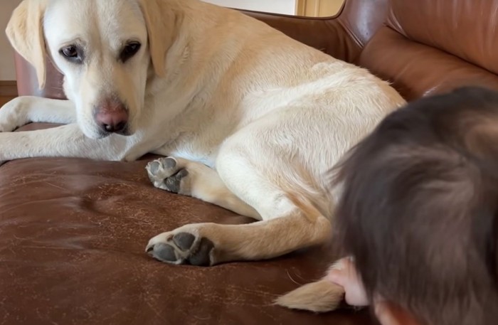 犬の尻尾の毛を抜く赤ちゃん