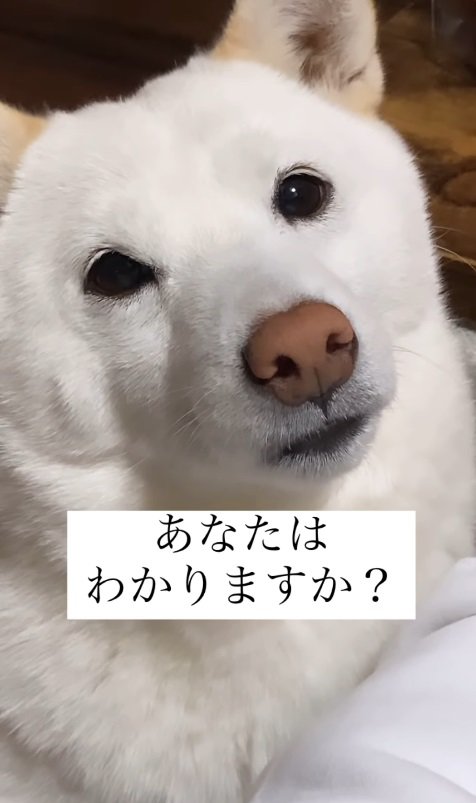 何を伝えているのか分かりますか？