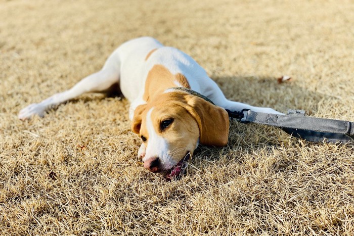 散歩中に横たわる犬