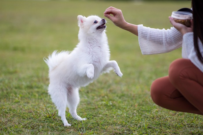 おやつに飛びつく犬