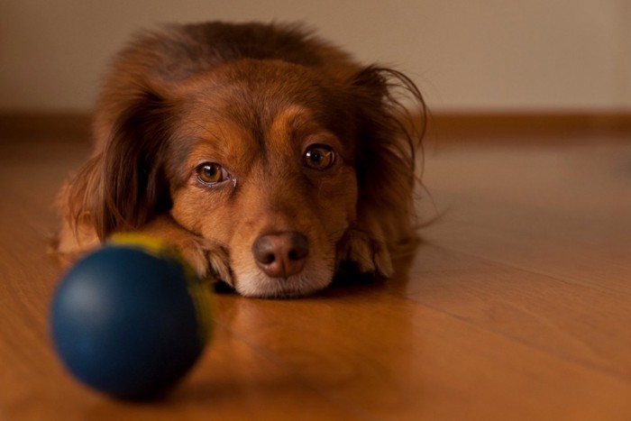 悲しそうな表情の犬