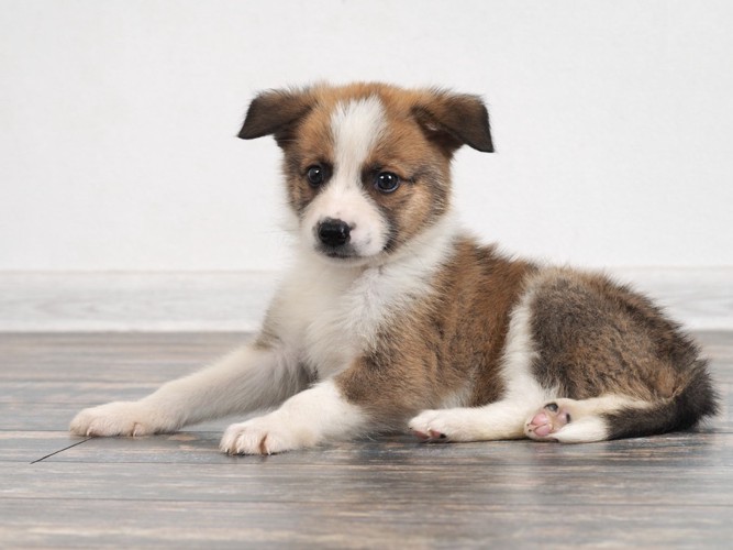 フローリングに座る犬