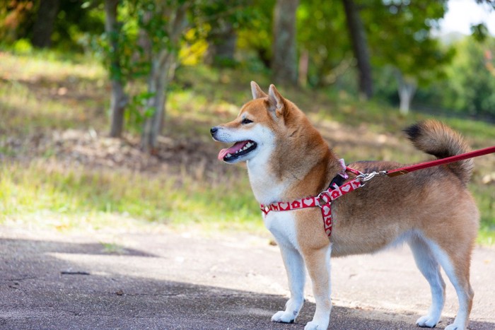 散歩している柴犬