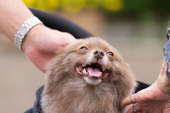 撫でられて嬉しそうな犬