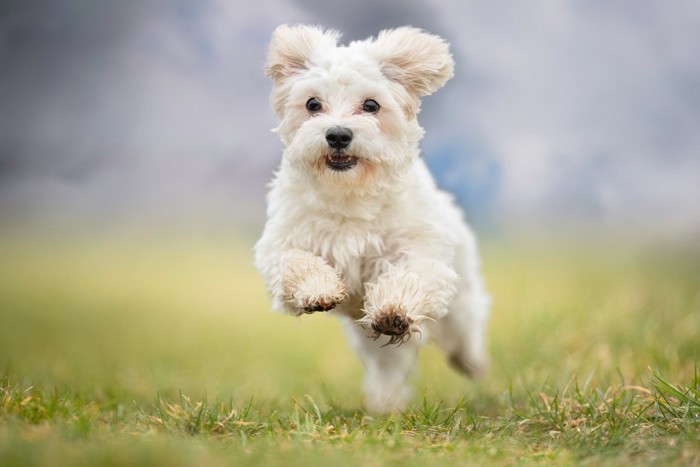 走っている白い犬