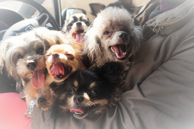 車の中 飼い主の膝の上 たくさんの小型犬 みんな笑顔