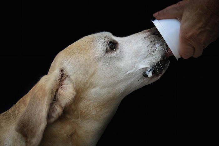 ヨーグルトを食べる犬