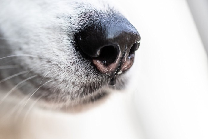 鼻水が出ている犬