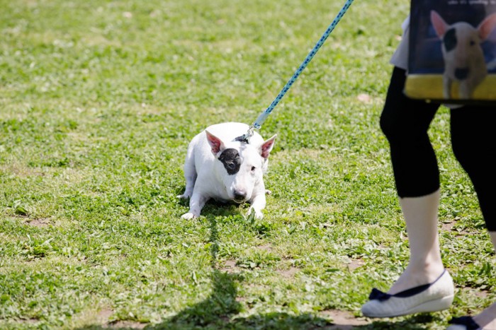 前に進むことを嫌がる犬