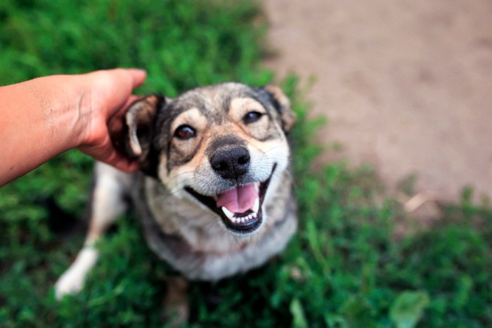 人間に撫でられている笑顔の犬