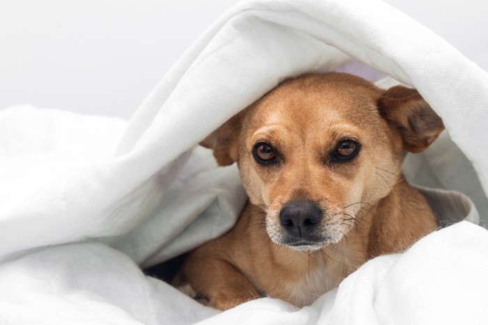 嫌そうな顔で固まる犬