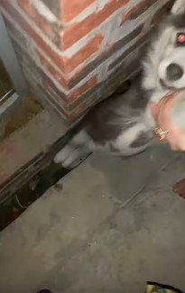 引き上げられる子犬