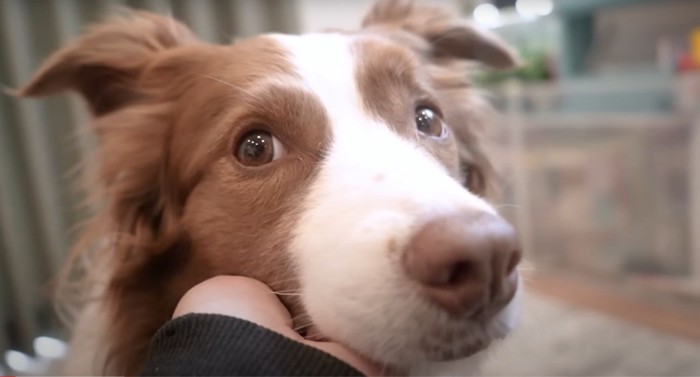 犬の顔のアップと添えられた手