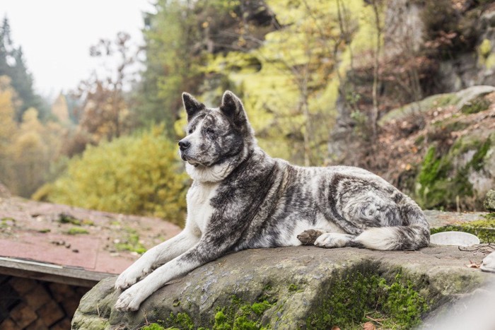 伏せをする虎毛の秋田犬