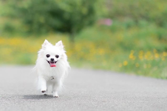 犬　歩き方　おかしい　対策