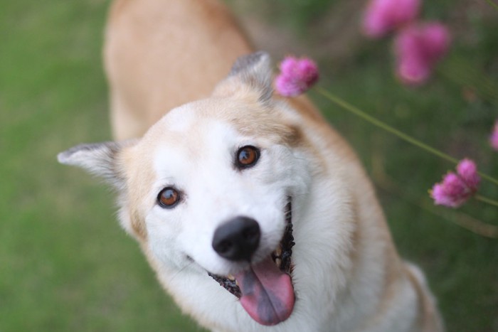 カメラ目線の犬