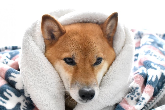 毛布に包まれる柴犬