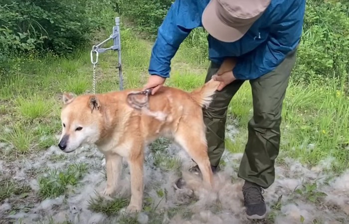 尻尾を持たれる犬