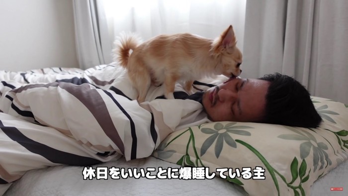 飼い主さんと甘い生活を送るみるくちゃん